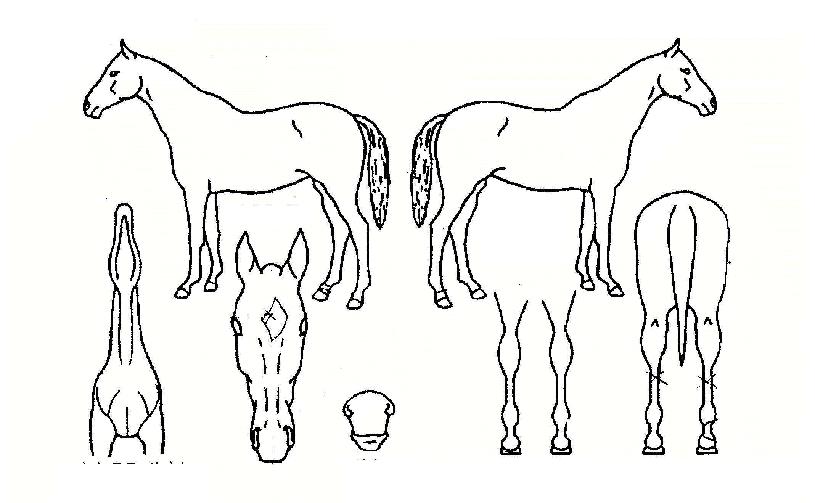 ���Ǳ���� ����,���,�޸�,�λ�,�ٸ��� Ư¡����