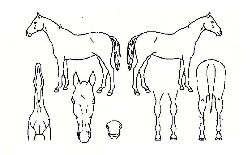 Ȳ�ҹٶ��� ����,���,�޸�,�λ�,�ٸ��� Ư¡����