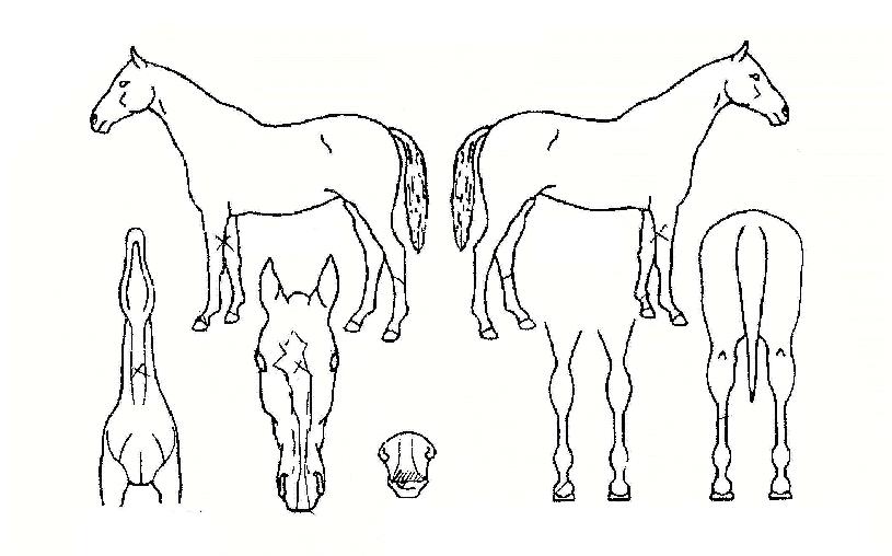 ĭ�������� ����,���,�޸�,�λ�,�ٸ��� Ư¡����