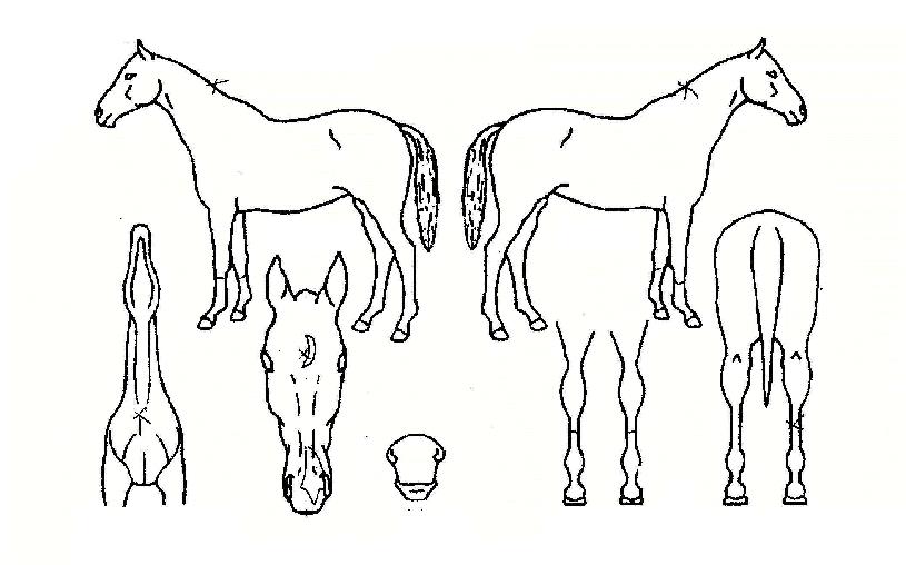 ö°¡¸éÀÇ Ãø¸é,¿ì¸é,µÞ¸é,µÎ»ó,´Ù¸®ÀÇ Æ¯Â¡µµÇØ