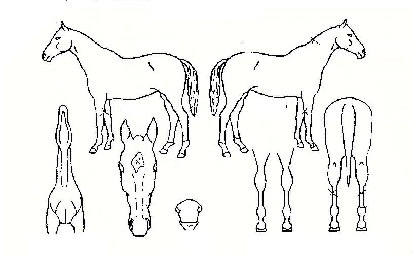 ÄÚ¸®¾ÈƯ±ÞÀÇ Ãø¸é,¿ì¸é,µÞ¸é,µÎ»ó,´Ù¸®ÀÇ Æ¯Â¡µµÇØ