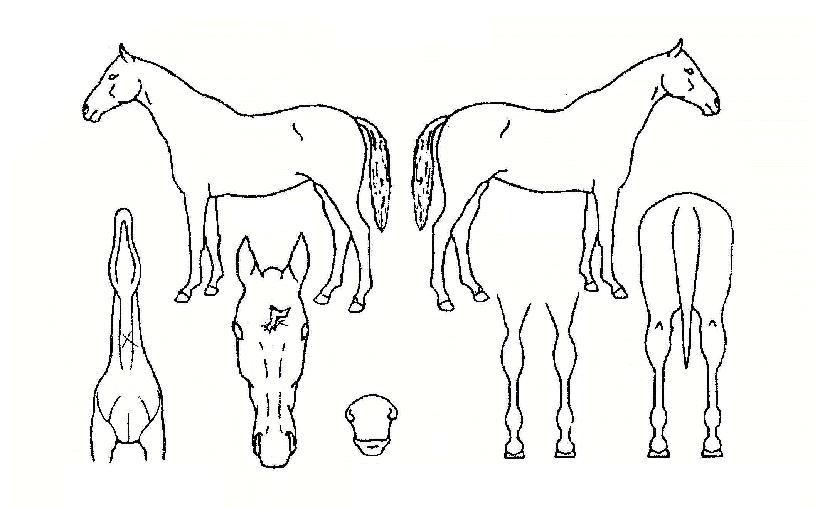 °ÇÑ¿©°ÉÀÇ Ãø¸é,¿ì¸é,µÞ¸é,µÎ»ó,´Ù¸®ÀÇ Æ¯Â¡µµÇØ