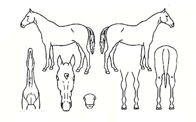 ¸ô¸®½º¿¡¾îÀÚ¸¶ÀÇ Ãø¸é,¿ì¸é,µÞ¸é,µÎ»ó,´Ù¸®ÀÇ Æ¯Â¡µµÇØ