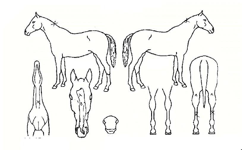 �۶��̵��ũ�� ����,���,�޸�,�λ�,�ٸ��� Ư¡����