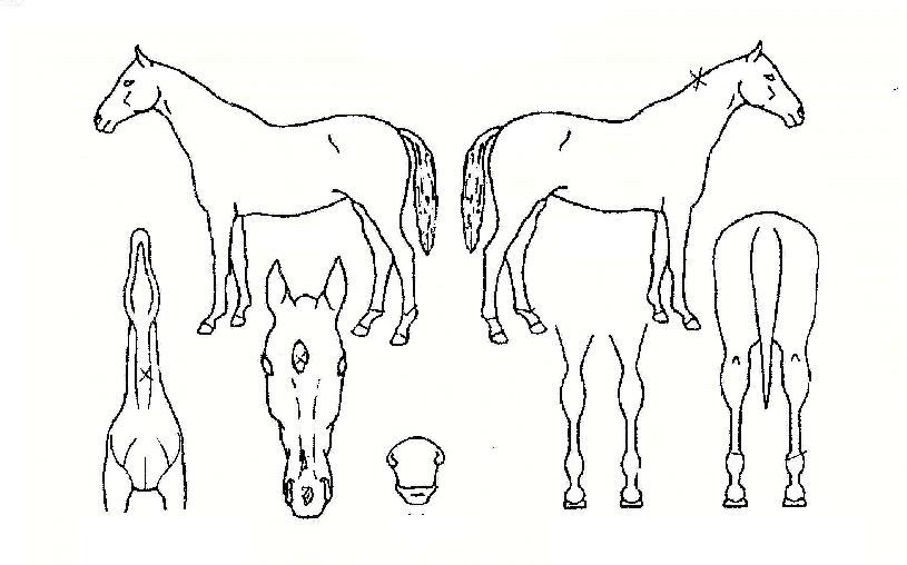 ¿ø´õÀ¯´ÏÄÜÀÇ Ãø¸é,¿ì¸é,µÞ¸é,µÎ»ó,´Ù¸®ÀÇ Æ¯Â¡µµÇØ