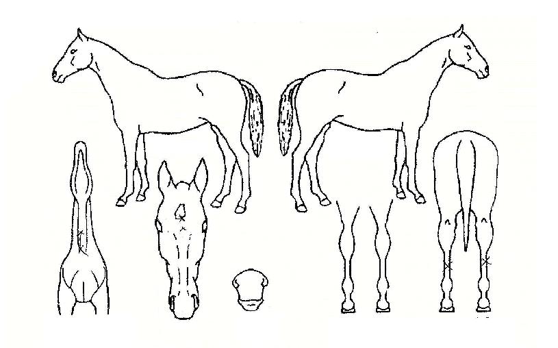 ���������� ����,���,�޸�,�λ�,�ٸ��� Ư¡����