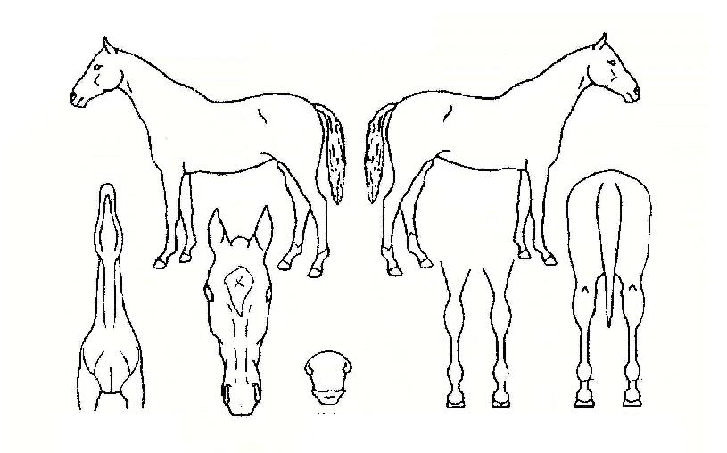 ±¤¸íÁö½ÅÀÇ Ãø¸é,¿ì¸é,µÞ¸é,µÎ»ó,´Ù¸®ÀÇ Æ¯Â¡µµÇØ