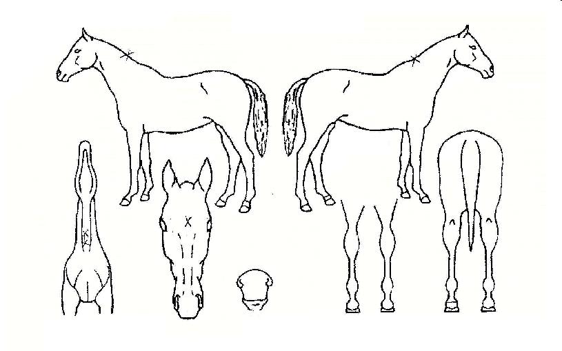 õ¿¬¿ä»õÀÇ Ãø¸é,¿ì¸é,µÞ¸é,µÎ»ó,´Ù¸®ÀÇ Æ¯Â¡µµÇØ