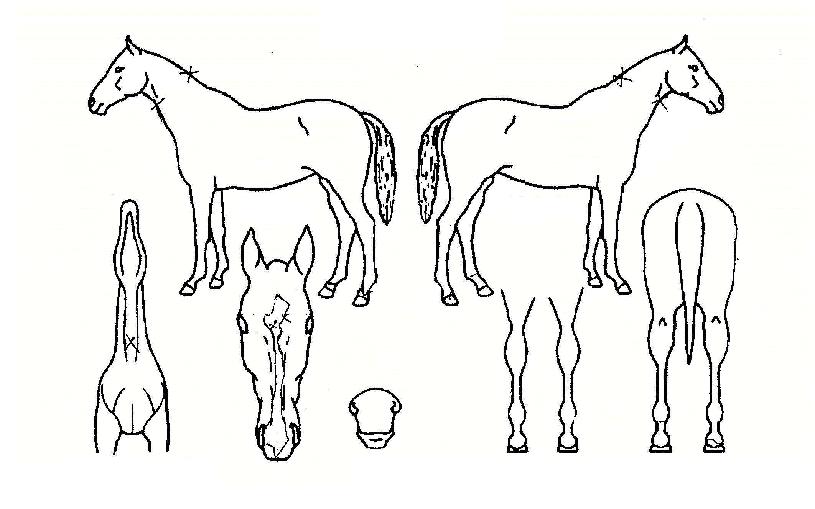 ¿À·ÎŬ¶ó½ºÀÇ Ãø¸é,¿ì¸é,µÞ¸é,µÎ»ó,´Ù¸®ÀÇ Æ¯Â¡µµÇØ