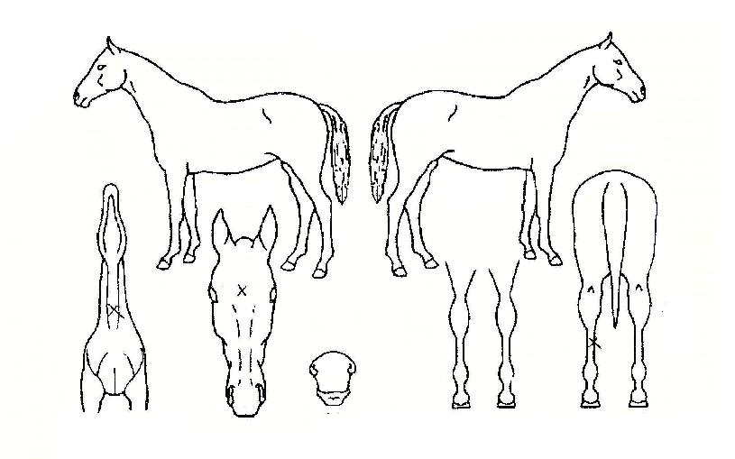 ����������� ����,���,�޸�,�λ�,�ٸ��� Ư¡����