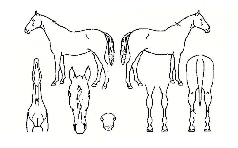 �ۼ����̵��� ����,���,�޸�,�λ�,�ٸ��� Ư¡����