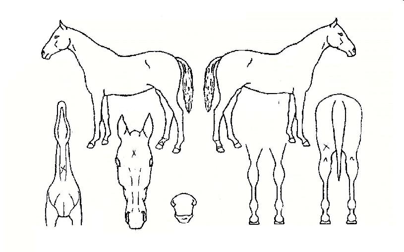 �߱��� ����,���,�޸�,�λ�,�ٸ��� Ư¡����