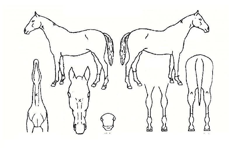 ½ºÇǵ帶ÀÎÀÇ Ãø¸é,¿ì¸é,µÞ¸é,µÎ»ó,´Ù¸®ÀÇ Æ¯Â¡µµÇØ