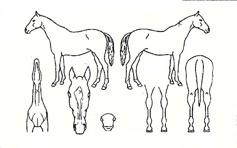 ¿ÍÀϸ®µåÀÇ Ãø¸é,¿ì¸é,µÞ¸é,µÎ»ó,´Ù¸®ÀÇ Æ¯Â¡µµÇØ