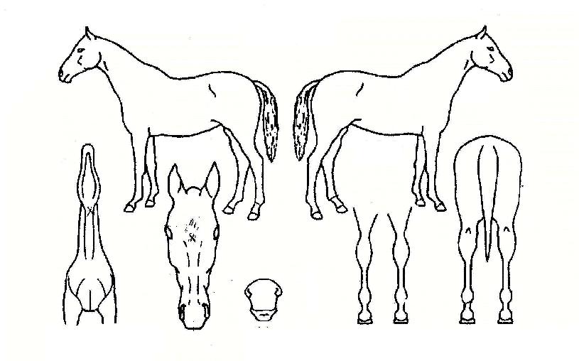 �����������ڸ��� ����,���,�޸�,�λ�,�ٸ��� Ư¡����