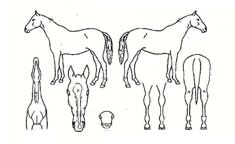 ¸ð´øÆÄÀÌÅÍÀÇ Ãø¸é,¿ì¸é,µÞ¸é,µÎ»ó,´Ù¸®ÀÇ Æ¯Â¡µµÇØ