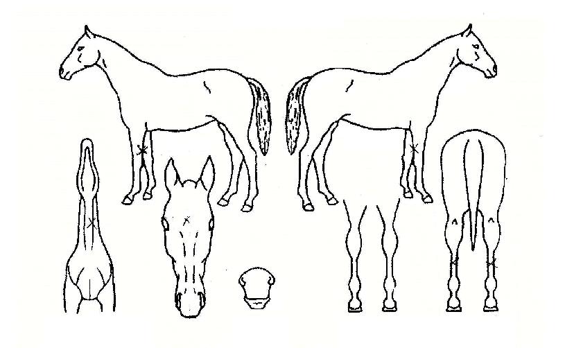 ����� ����,���,�޸�,�λ�,�ٸ��� Ư¡����