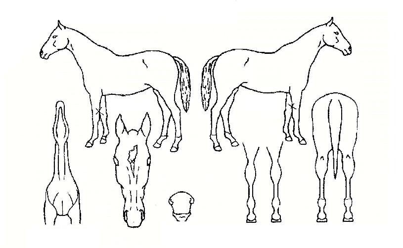 ��ĸƾ�� ����,���,�޸�,�λ�,�ٸ��� Ư¡����