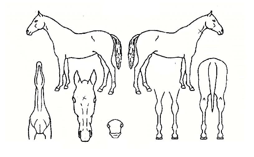 ¹Ù´Ù½ÅÀÇ Ãø¸é,¿ì¸é,µÞ¸é,µÎ»ó,´Ù¸®ÀÇ Æ¯Â¡µµÇØ