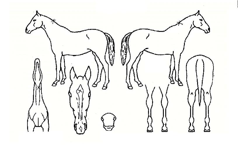 À§Ä˵åÆÄƼÀÇ Ãø¸é,¿ì¸é,µÞ¸é,µÎ»ó,´Ù¸®ÀÇ Æ¯Â¡µµÇØ