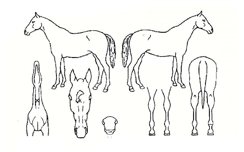 õ�������� ����,���,�޸�,�λ�,�ٸ��� Ư¡����