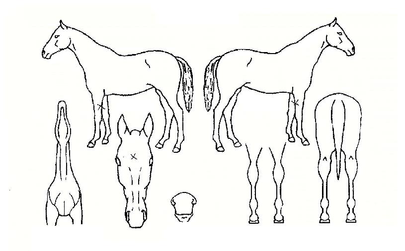 °Å¼ººÀÀÇ Ãø¸é,¿ì¸é,µÞ¸é,µÎ»ó,´Ù¸®ÀÇ Æ¯Â¡µµÇØ