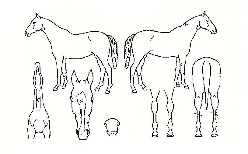 ±Â´º³ªÀ̽ºÀÇ Ãø¸é,¿ì¸é,µÞ¸é,µÎ»ó,´Ù¸®ÀÇ Æ¯Â¡µµÇØ