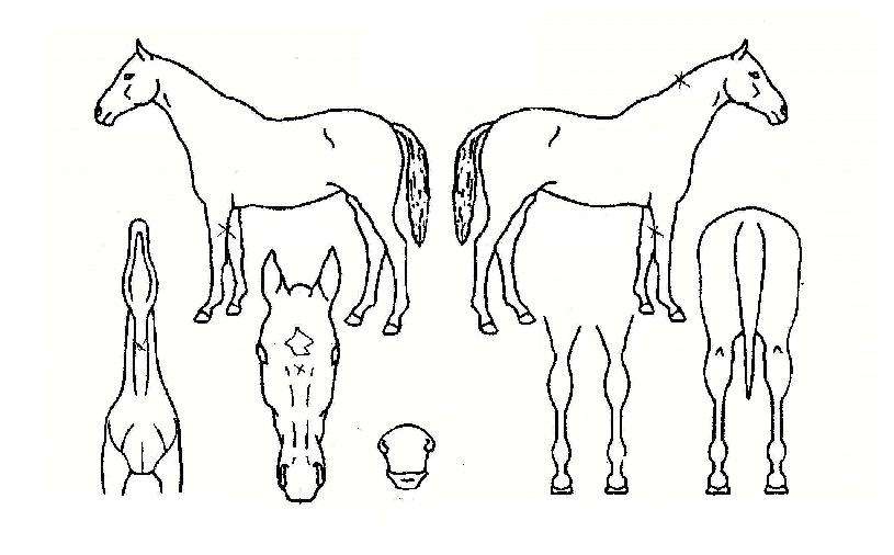 ���ƽ��� ����,���,�޸�,�λ�,�ٸ��� Ư¡����