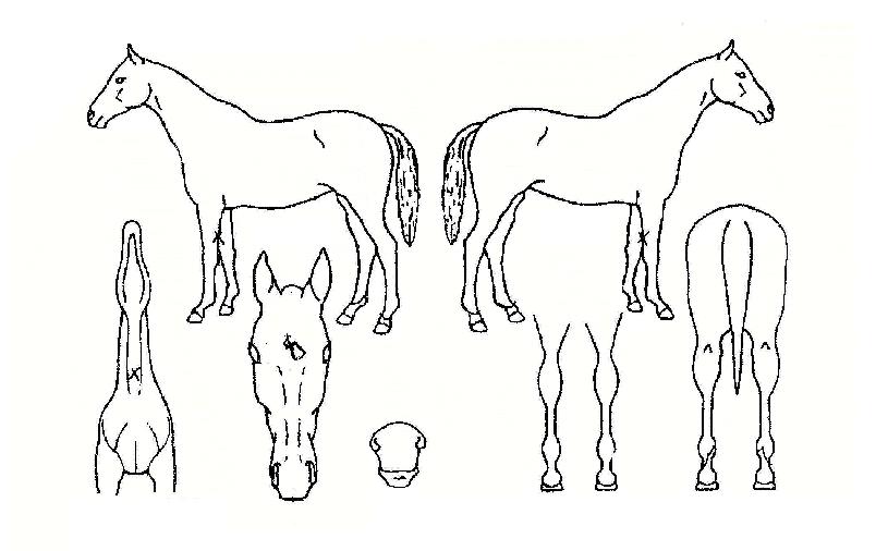 ĥ�������� ����,���,�޸�,�λ�,�ٸ��� Ư¡����