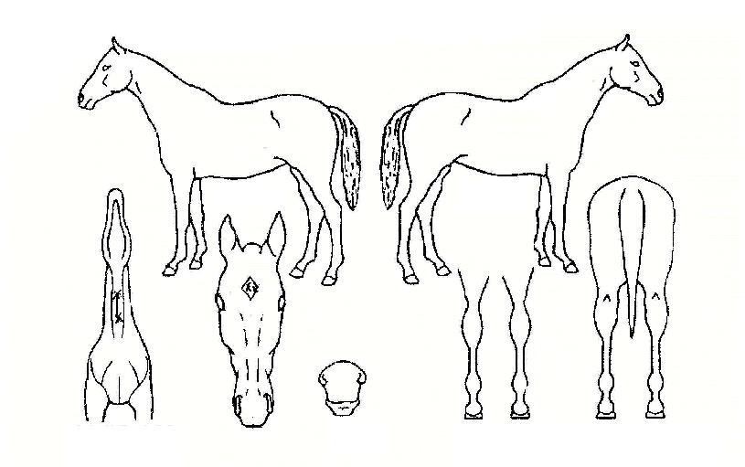 �¸����� ����,���,�޸�,�λ�,�ٸ��� Ư¡����