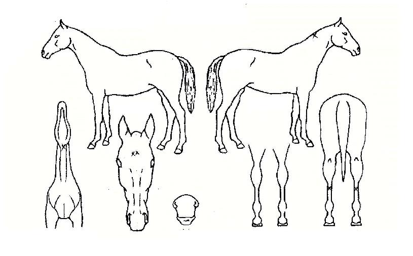 �����ҷ������� ����,���,�޸�,�λ�,�ٸ��� Ư¡����