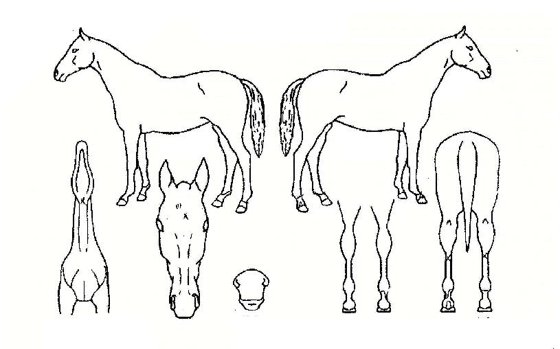 ������ ����,���,�޸�,�λ�,�ٸ��� Ư¡����