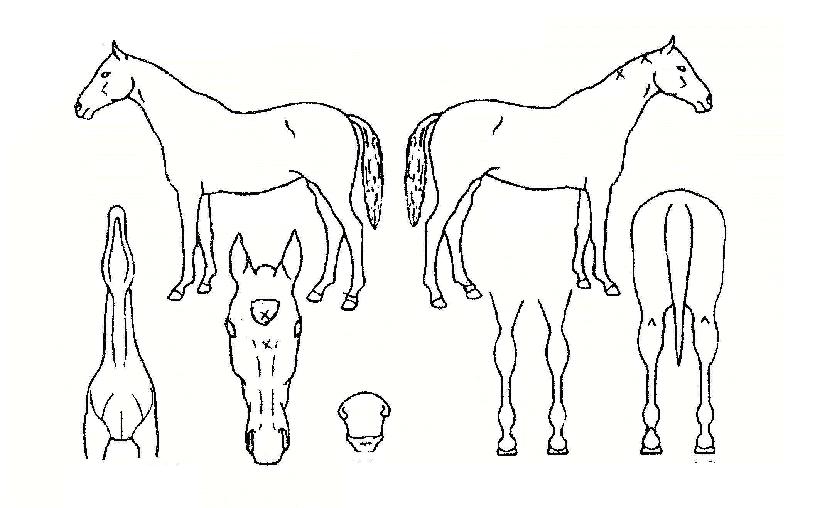 ºÒ¼¼ÃâÀÇ Ãø¸é,¿ì¸é,µÞ¸é,µÎ»ó,´Ù¸®ÀÇ Æ¯Â¡µµÇØ