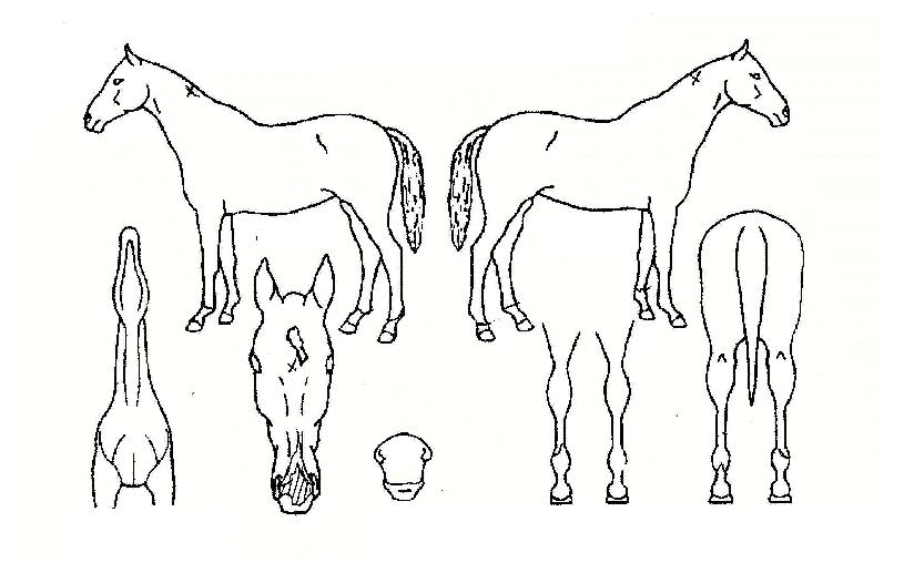 Ç޻츶·çÀÇ Ãø¸é,¿ì¸é,µÞ¸é,µÎ»ó,´Ù¸®ÀÇ Æ¯Â¡µµÇØ