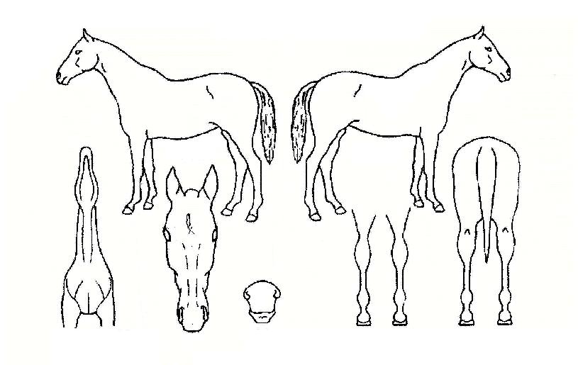 ����õ���� ����,���,�޸�,�λ�,�ٸ��� Ư¡����