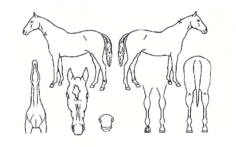 ���������� ����,���,�޸�,�λ�,�ٸ��� Ư¡����