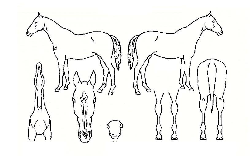 Ä«½Ã¿ÀÆä¾ÆÀÇ Ãø¸é,¿ì¸é,µÞ¸é,µÎ»ó,´Ù¸®ÀÇ Æ¯Â¡µµÇØ