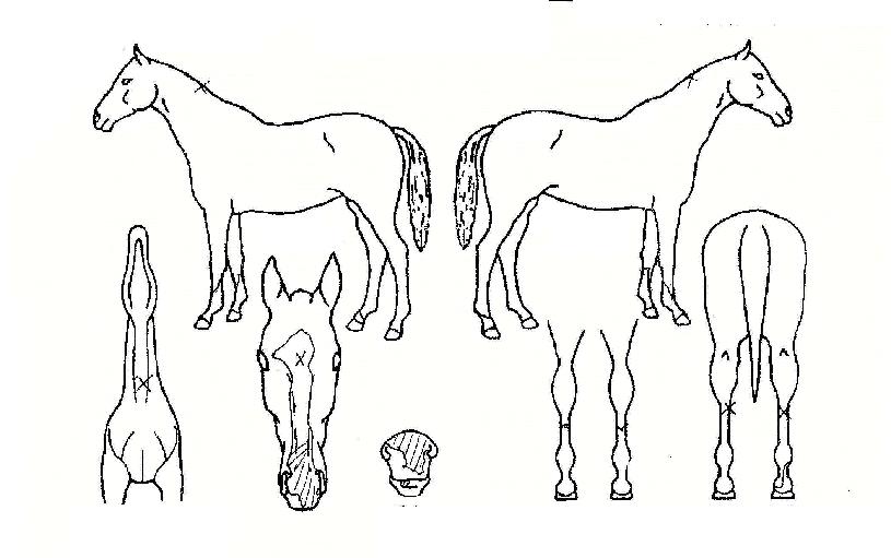 �ް����������� ����,���,�޸�,�λ�,�ٸ��� Ư¡����