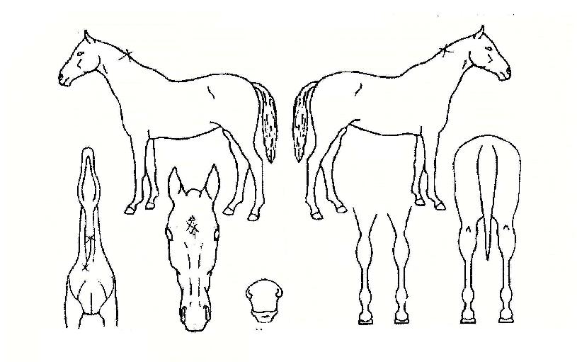 �������� ����,���,�޸�,�λ�,�ٸ��� Ư¡����