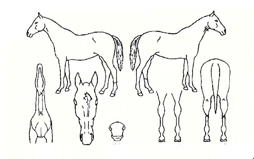 ÀÏÁøÀÚ¸¶ÀÇ Ãø¸é,¿ì¸é,µÞ¸é,µÎ»ó,´Ù¸®ÀÇ Æ¯Â¡µµÇØ