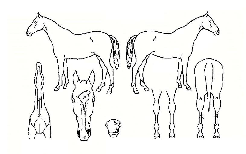 �����÷��� ����,���,�޸�,�λ�,�ٸ��� Ư¡����