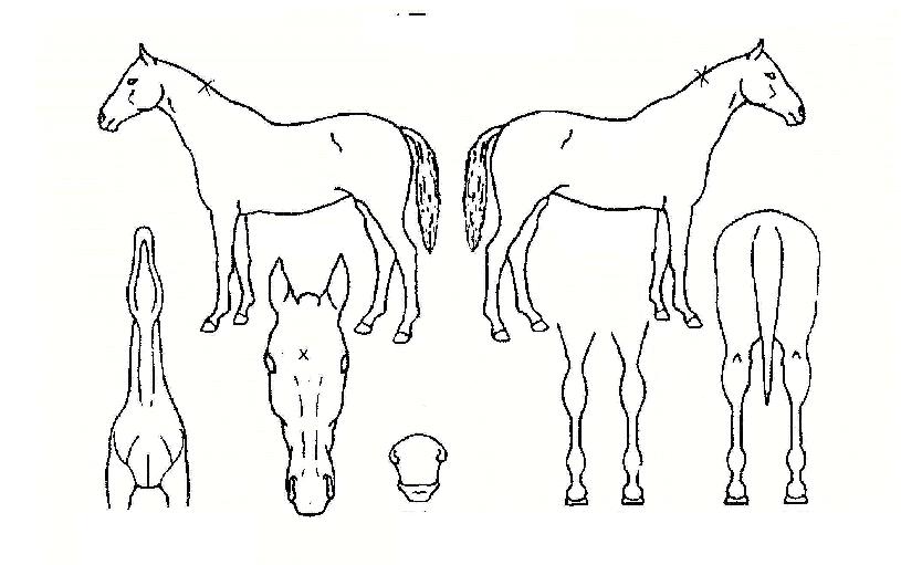 °¡¼ÓÀü¼³ÀÇ Ãø¸é,¿ì¸é,µÞ¸é,µÎ»ó,´Ù¸®ÀÇ Æ¯Â¡µµÇØ