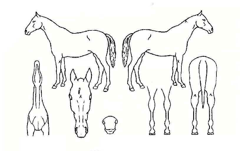 �Ƹ����� ����,���,�޸�,�λ�,�ٸ��� Ư¡����