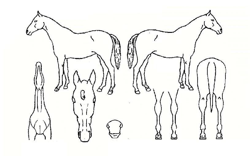 ºñõ°ËÀÇ Ãø¸é,¿ì¸é,µÞ¸é,µÎ»ó,´Ù¸®ÀÇ Æ¯Â¡µµÇØ