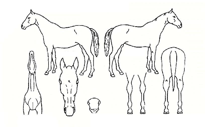 ��ȣ�屺�� ����,���,�޸�,�λ�,�ٸ��� Ư¡����