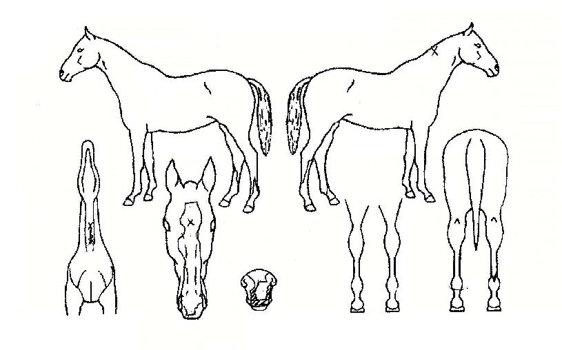 ������������ ����,���,�޸�,�λ�,�ٸ��� Ư¡����