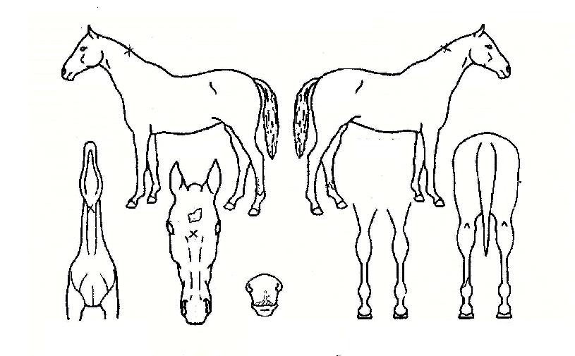 ������������ ����,���,�޸�,�λ�,�ٸ��� Ư¡����