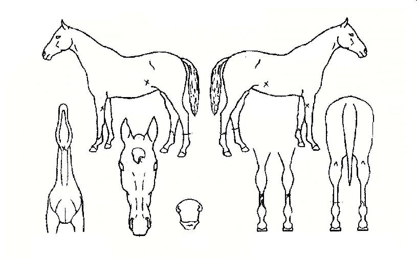 ��õ�� ����,���,�޸�,�λ�,�ٸ��� Ư¡����