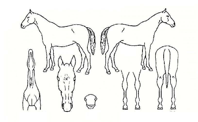 ¾Æ¶ó°øÁÖÀÇ Ãø¸é,¿ì¸é,µÞ¸é,µÎ»ó,´Ù¸®ÀÇ Æ¯Â¡µµÇØ