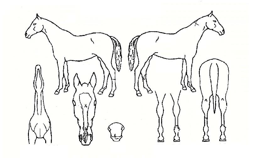 ´Ü½É°¡ÀÇ Ãø¸é,¿ì¸é,µÞ¸é,µÎ»ó,´Ù¸®ÀÇ Æ¯Â¡µµÇØ